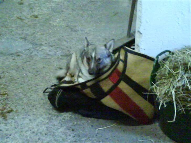 Västgötaspids Ronaldo billede 9