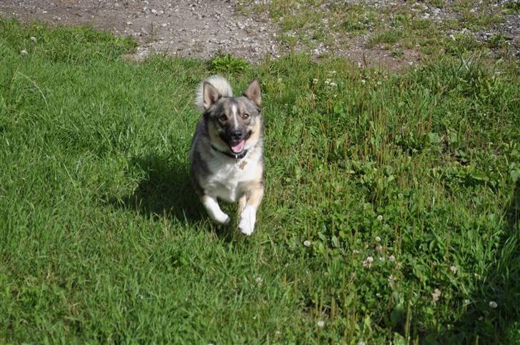 Västgötaspids Ronaldo billede 10