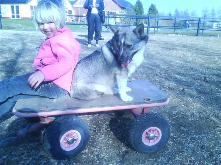 Västgötaspids Ronaldo billede 11