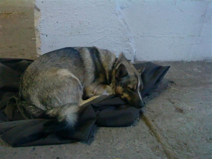 Västgötaspids Ronaldo billede 12