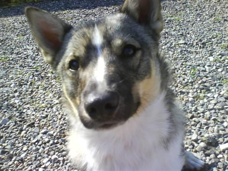 Västgötaspids Ronaldo billede 13