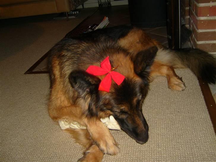 Schæferhund Becca R.i.p billede 14