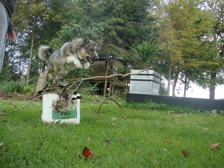 Västgötaspids Ronaldo - i belive i can fly! :) <3 billede 14