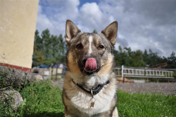 Västgötaspids Ronaldo billede 15
