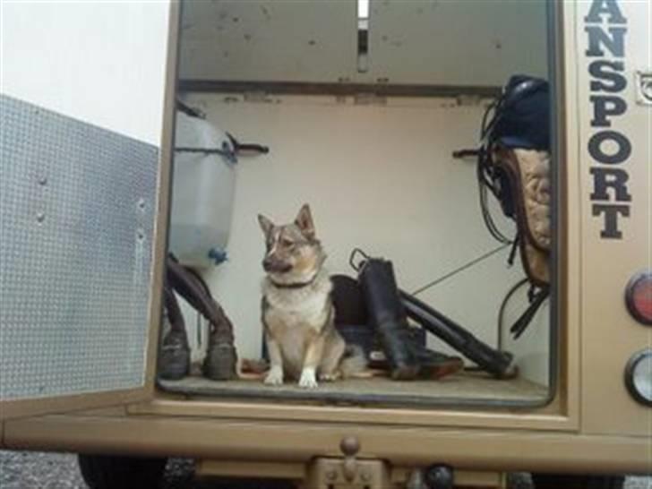 Västgötaspids Ronaldo - iden vi kørte til undervisning hos vibsen ronaldo bliver hjemme men han vil gerne have været med! (: <3 billede 16