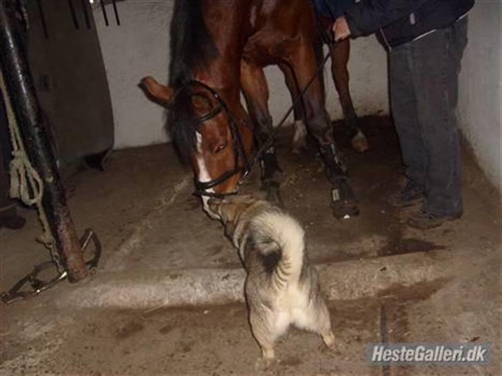 Västgötaspids Ronaldo - bedst freinds! <3 billede 17