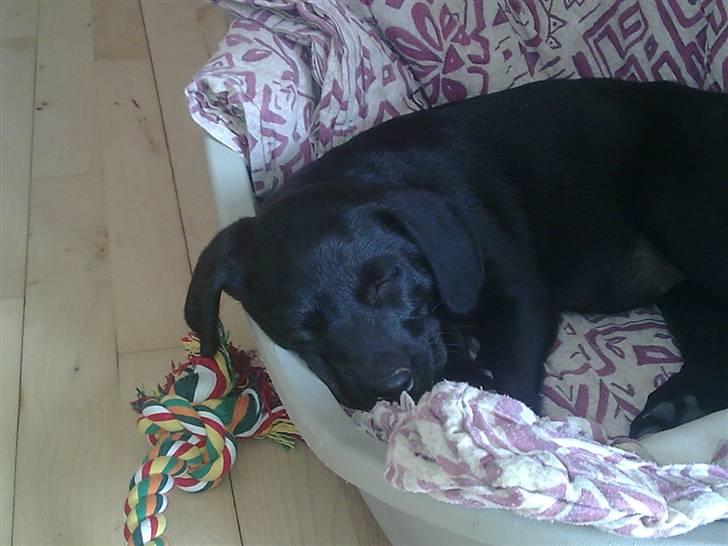 Labrador retriever Gabbi - Den første dag i mit nye hjem billede 1