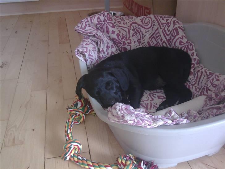 Labrador retriever Gabbi - Den første dag i mit nye hjem.. riiigtig dejlig blød hundekurv. jeg har faktisk fået 2 men starter med at indvie denne. den anden er nemlig i soveværelset billede 2