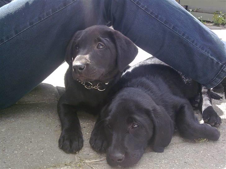 Labrador retriever Gabbi - En af de første dage. Mig og min søster Cindy som bor ved min mors veninde. vi ses tit og leger billede 3