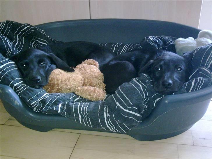 Labrador retriever Gabbi - Også en af de første dage. min søster Cindy er på besøg. hun låner lige en lille plads i hundekurven billede 4