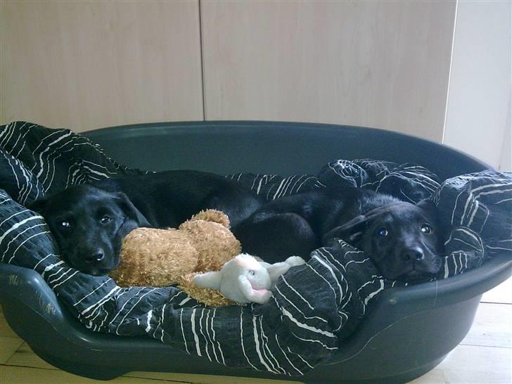 Labrador retriever Gabbi - Mig og min søster Cindy. vi tager lige en lur i MIN hundekurv efter en ordentlig omgang leg... og en tissetår på gulvet. Hehe mor var ikke hurtig nok til at få os begge to ud  billede 5