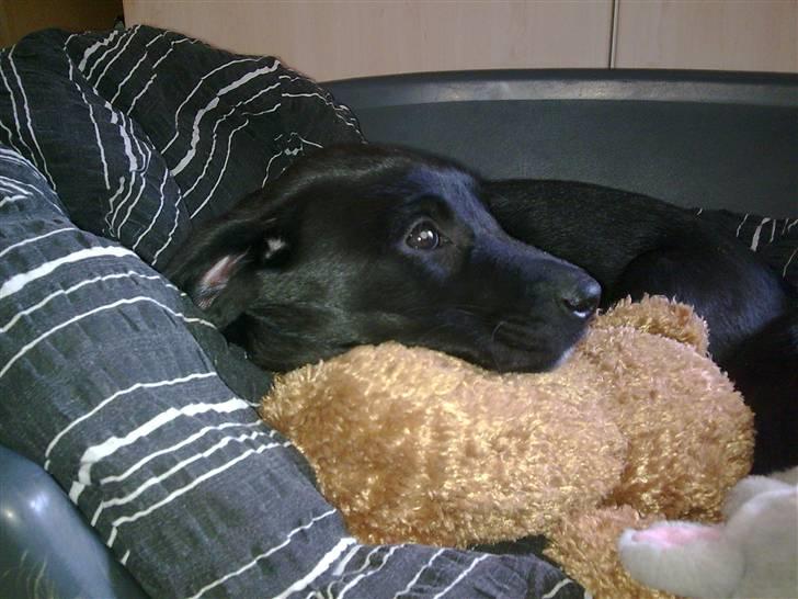 Labrador retriever Gabbi - Den første dag. Jeg har endda scoret en af bamserne i huset. er jeg ikke heldig. eller har faktisk fået flere. men bruger lige denne her til at sove med nu billede 6