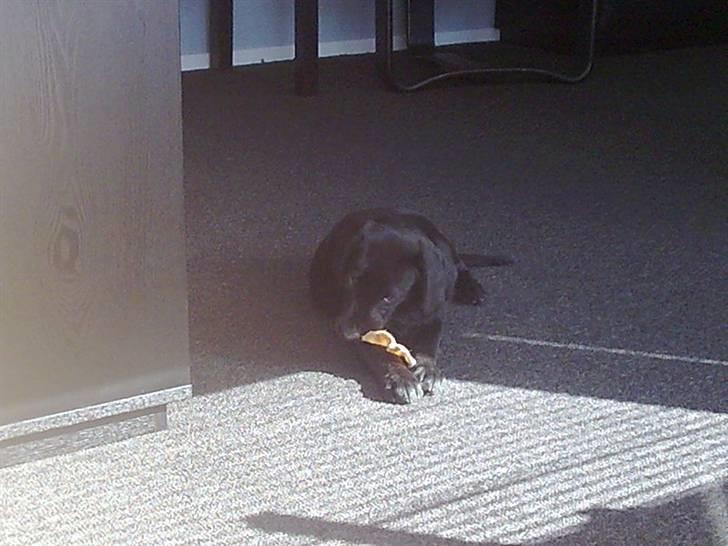 Labrador retriever Gabbi - mmmh Okseøre. det er namme nam. men det tager lang tid for mig. min mor giver også tyggeben der hedder politistave, men kan ikke engang slå en bule i det endnu. men det kan jeg faktisk godt med okseøre- ja jeg ved det. jeg er lidt go´ billede 7
