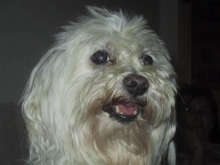 Malteser Buffi billede 1