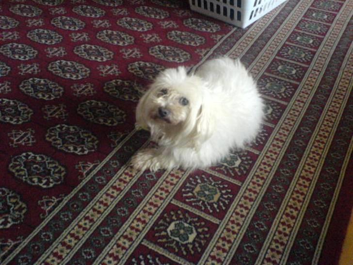 Malteser Buffi billede 2