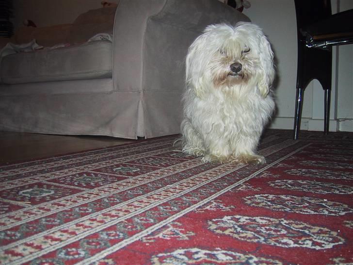 Malteser Buffi billede 3