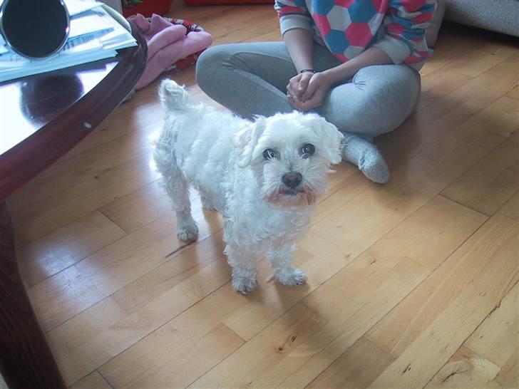 Malteser Buffi billede 5