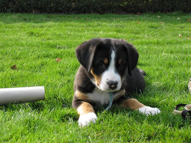 Grosser schweizer sennenhund Grosser Stars Amanda - Amanda 8 uger gammel billede 1