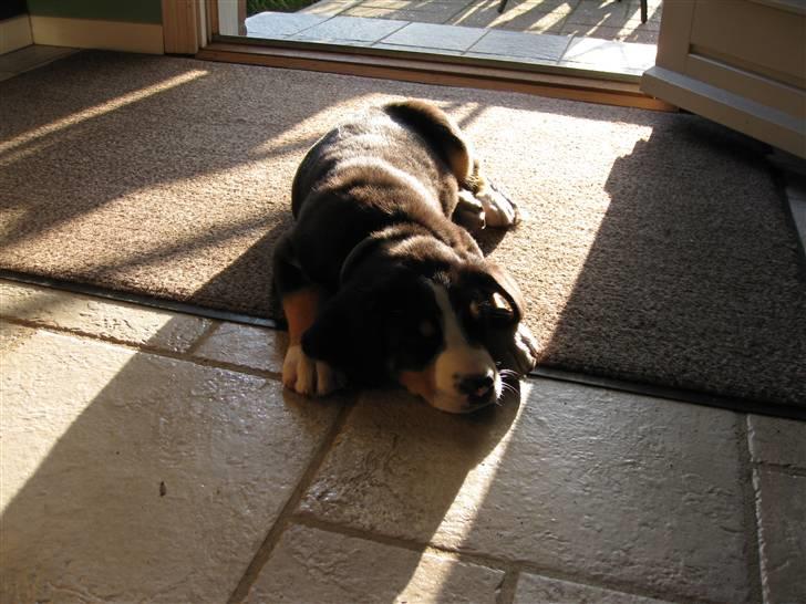 Grosser schweizer sennenhund Grosser Stars Amanda - En lur i solen :) billede 2