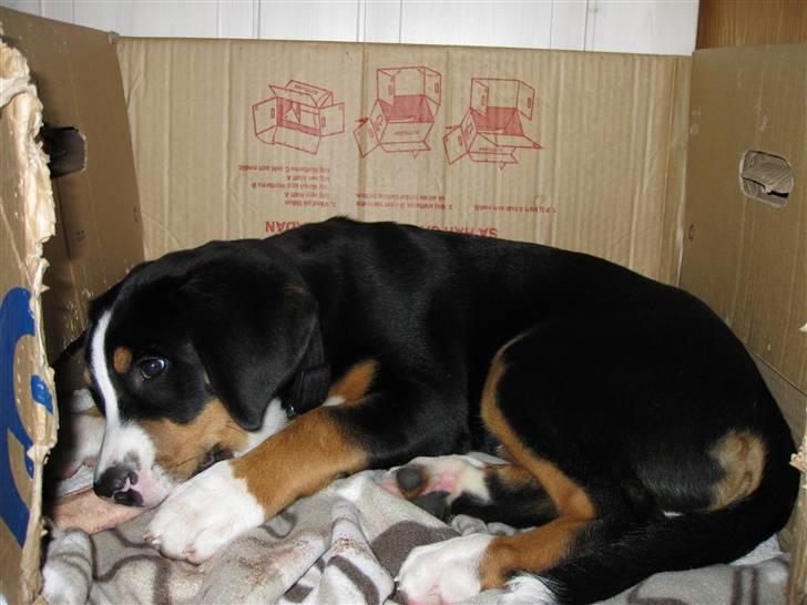 Grosser schweizer sennenhund Grosser Stars Amanda - Mmmmm... Kødben i yndlingspapkassen! billede 3