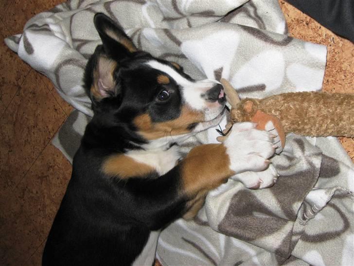 Grosser schweizer sennenhund Grosser Stars Amanda - Så skal elgen lige have trukket øjenbrynene af! billede 4