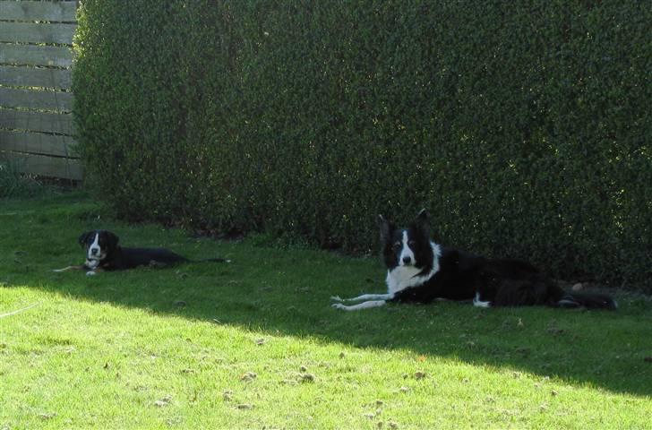 Grosser schweizer sennenhund Grosser Stars Amanda - Tante Jo-jo på besøg billede 5