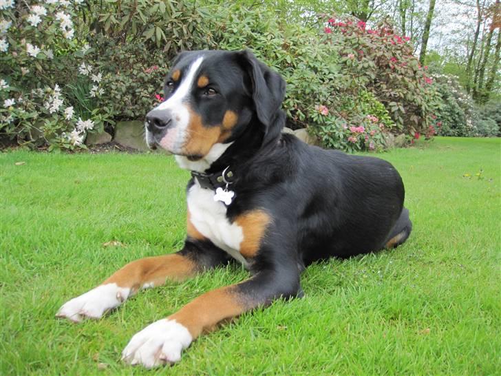 Grosser schweizer sennenhund Grosser Stars Amanda - Amanda som krokodille på speed! billede 6