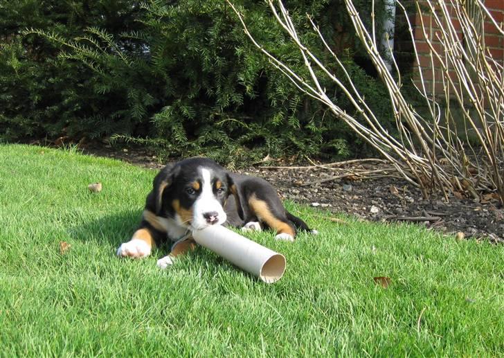 Grosser schweizer sennenhund Grosser Stars Amanda - Stor køkkenrulle til lille hund! billede 7