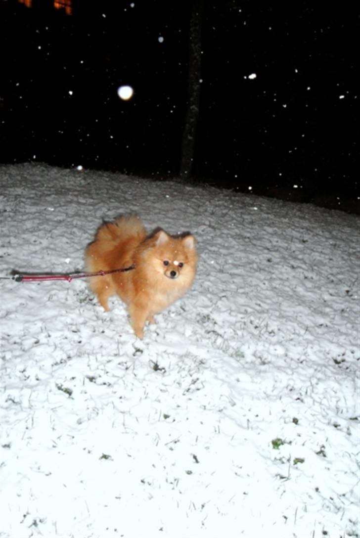 Pomeranian Emmalie - "Se hvor jeg putter" billede 1