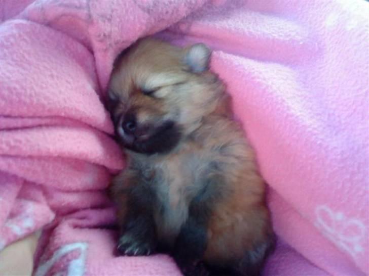 Pomeranian Emmalie billede 2