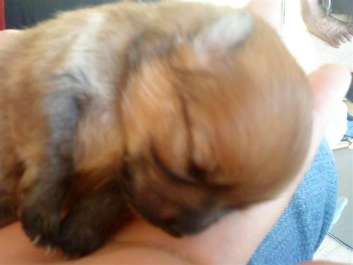 Pomeranian Emmalie billede 3