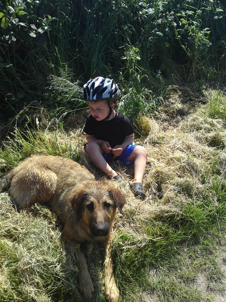 Blanding af racer Lani billede 15