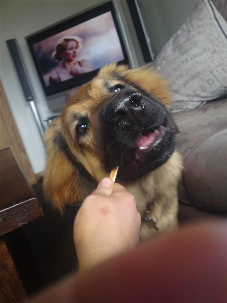 Blanding af racer Lani billede 16