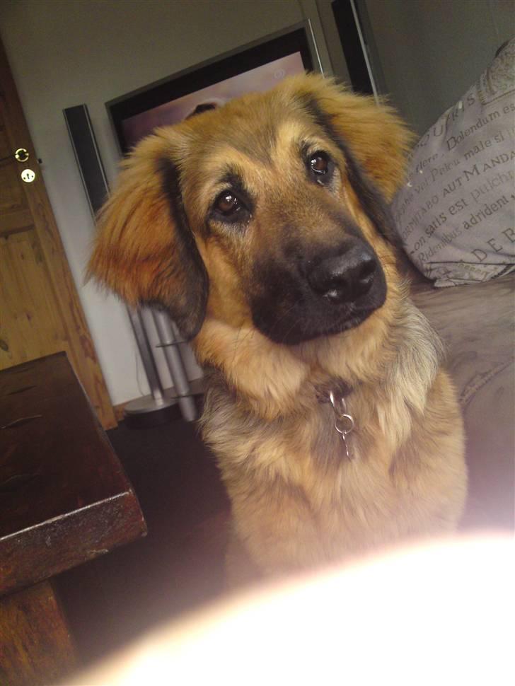 Blanding af racer Lani billede 17