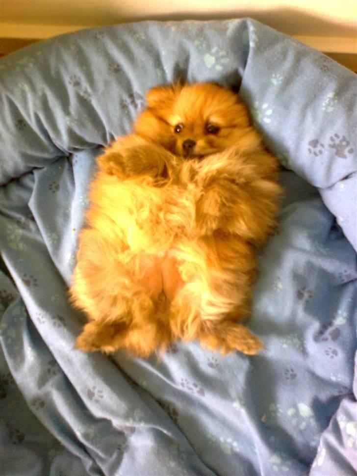 Pomeranian Emmalie billede 4