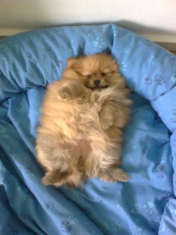 Pomeranian Emmalie billede 5