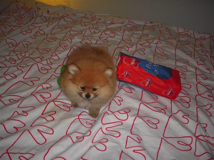 Pomeranian Emmalie billede 6