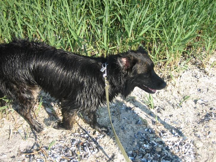 Blanding af racer Tessie - Det er fedt at komme ned til fjorden! billede 15
