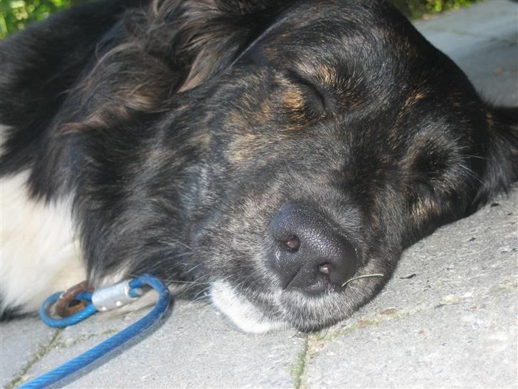 Blanding af racer Tessie - Sovende mig.. billede 16