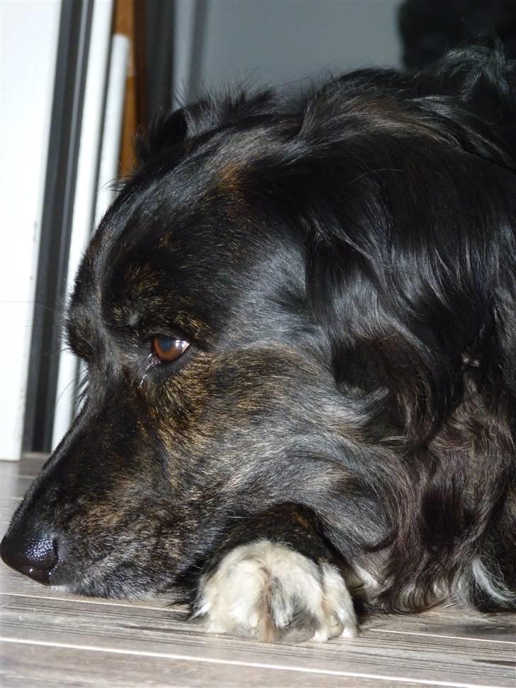 Blanding af racer Tessie - Afslapning! billede 17