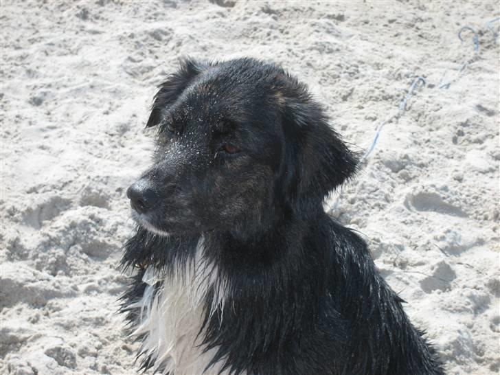 Blanding af racer Tessie - På sommerferie med familien. Hyggelig tur på stranden :) billede 18
