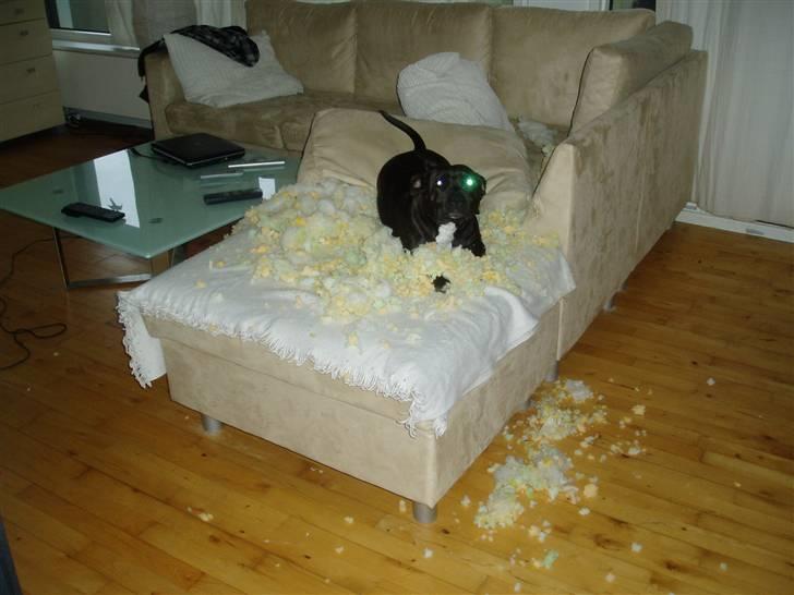 Staffordshire bull terrier Lisa - Ja så fandt man ud af, at lisa ikke kunne styre at skulle vogte hele lejligheden, den rod :D billede 10