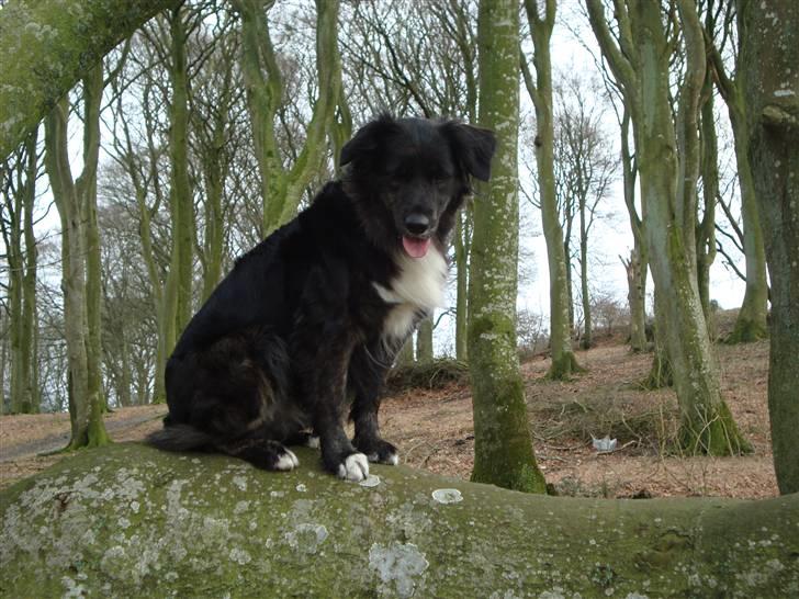 Blanding af racer Tessie - Jeg kan klatre i træer :D billede 19