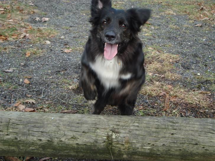 Blanding af racer Tessie - Se hvor jeg hopper! billede 20