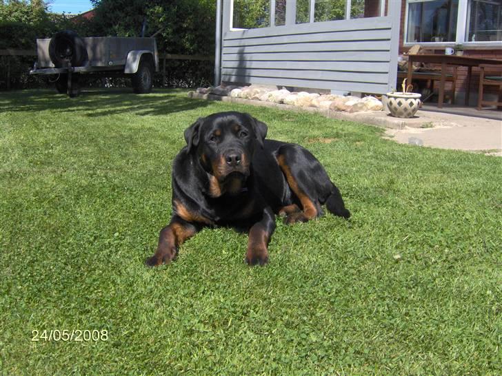 Rottweiler Freja - 9 måneder gammel 40kg  billede 8