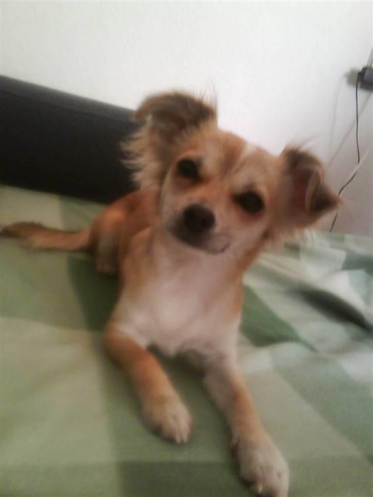 Chihuahua Bertha - min smukke skat billede 1