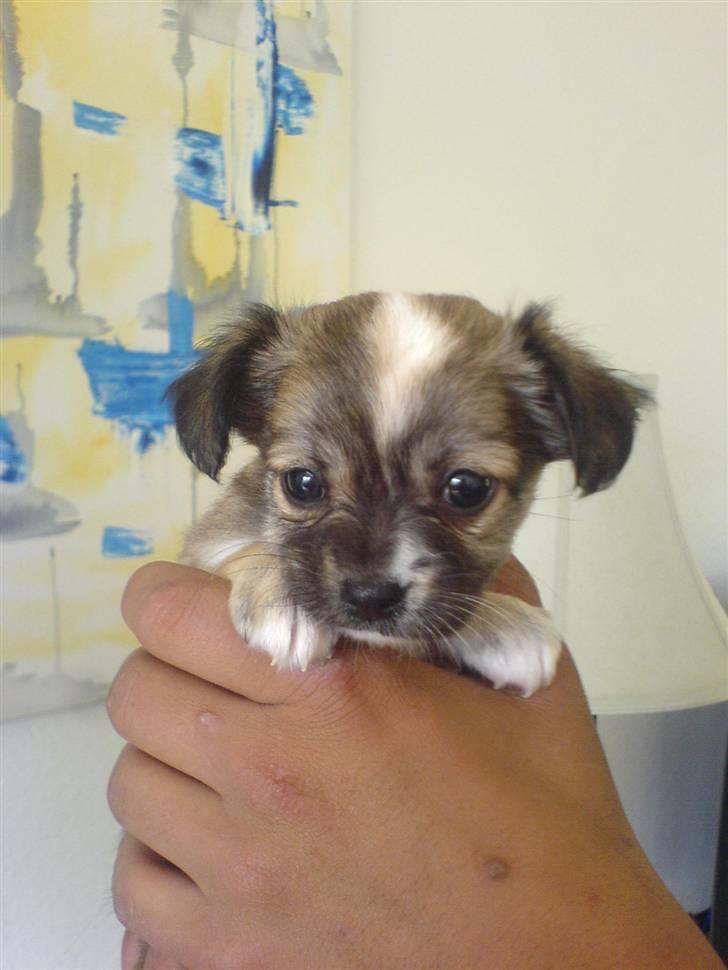 Chihuahua Bertha - bertha som lille billede 2