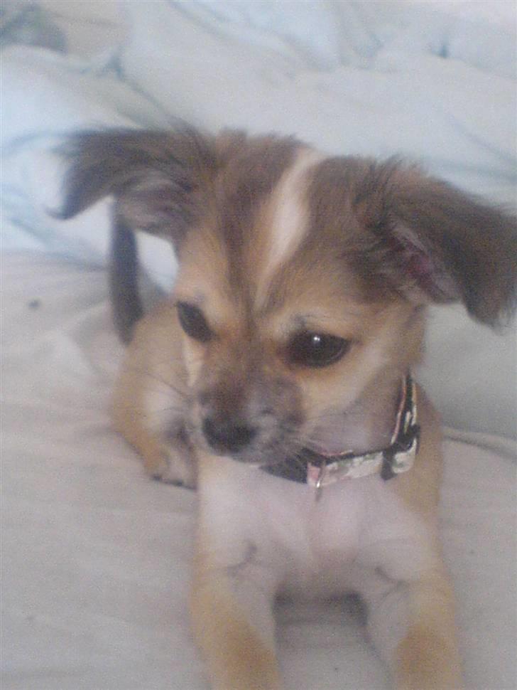 Chihuahua Bertha - bertha ca et halvt år gammel billede 3