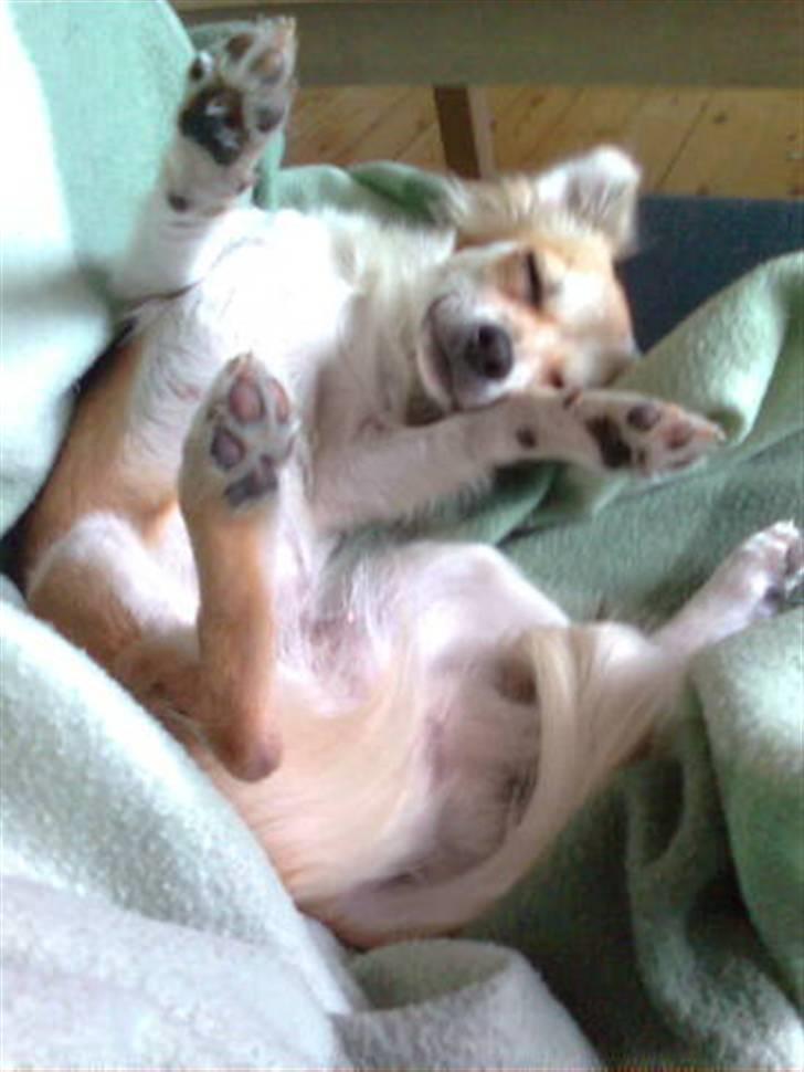 Chihuahua Bertha - arh. får lige en dejlig lur billede 4