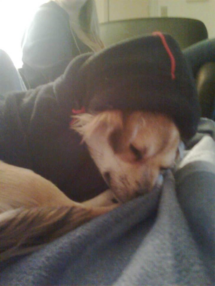 Chihuahua Bertha - ligger og putter i min hættetrøje XD billede 5